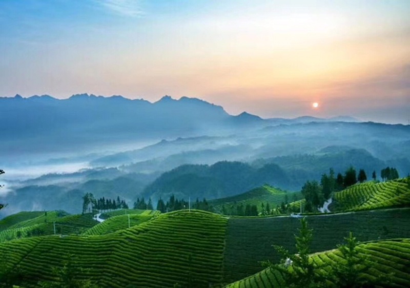 茶农直销，原产地现货一件代发