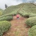 茶农直销，原产地现货一件代发