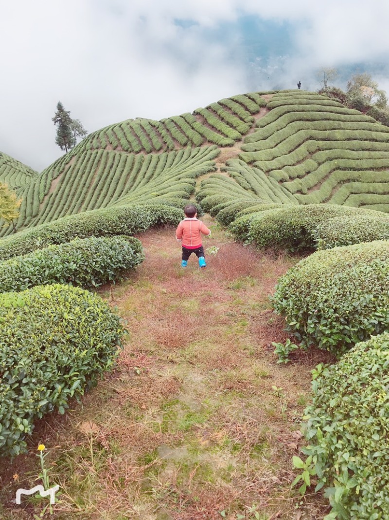 茶农直销，原产地现货一件代发