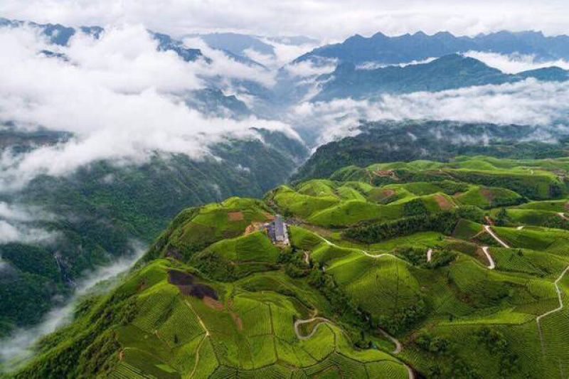 茶农直销，原产地现货一件代发