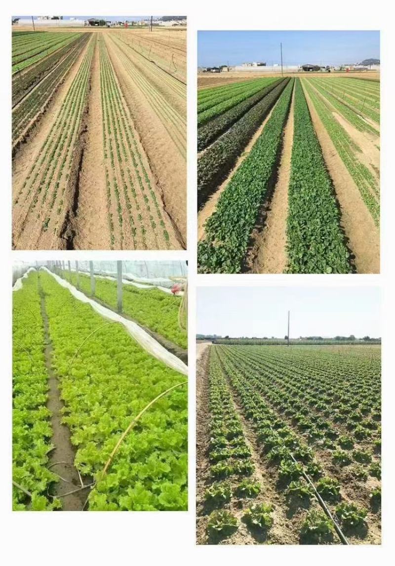 厂家销售蔬菜播种机，小粒种子播种机，免间苗种菜机