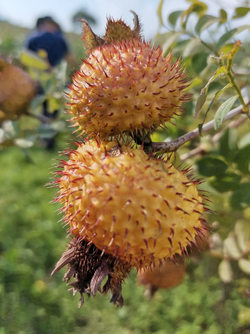 刺梨