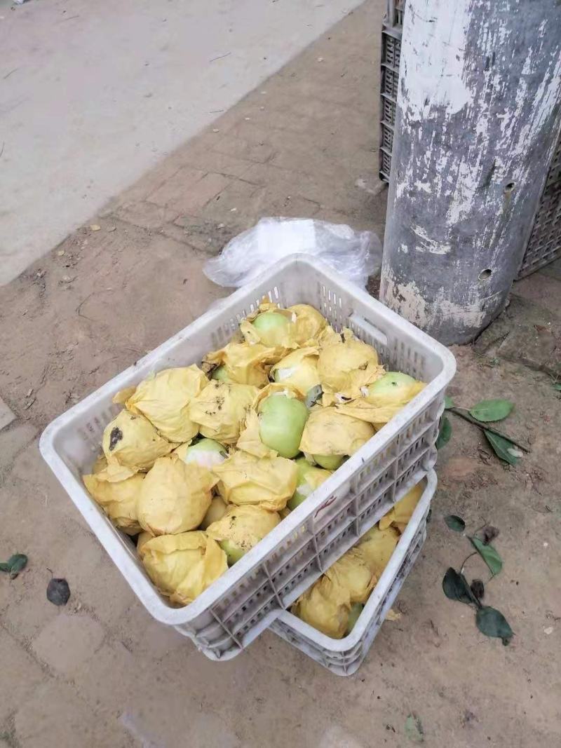 冠县梨大量上市，欢迎选购