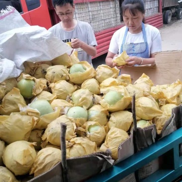 冠县梨大量上市，欢迎选购