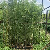 广东佛山罗汉竹竹，产地直供大量上市量大从优