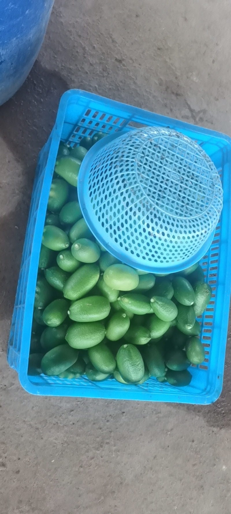香水柠檬川贝陈皮柠檬膏川贝陈皮柠檬纯手工制作无添加剂
