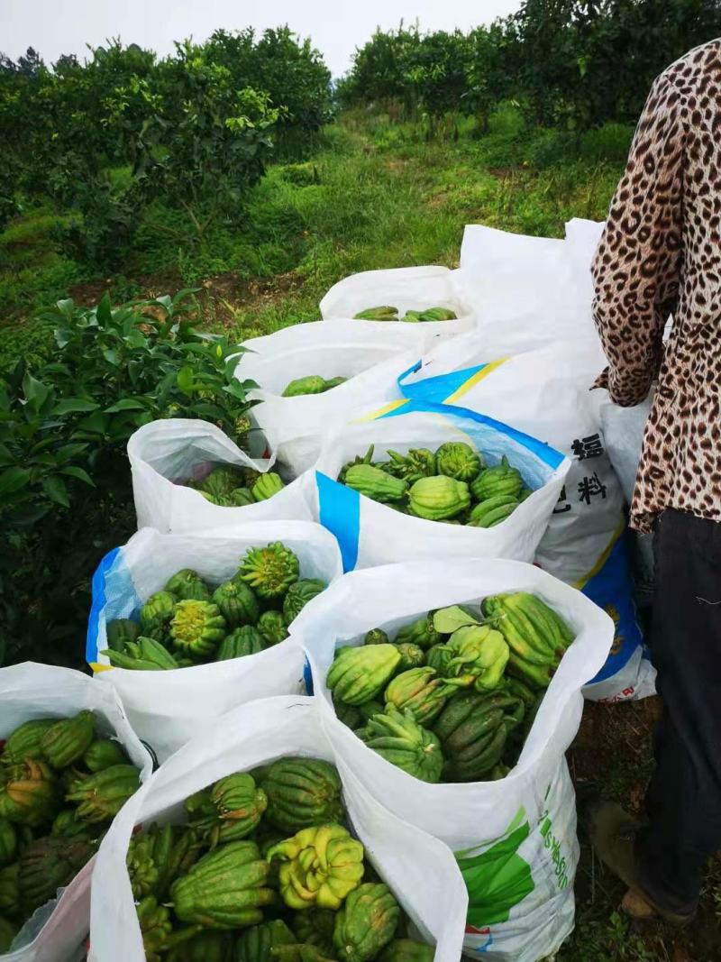 佛手鲜果干片佛手枝条佛手苗一年两年的都有大量收佛手鲜青果