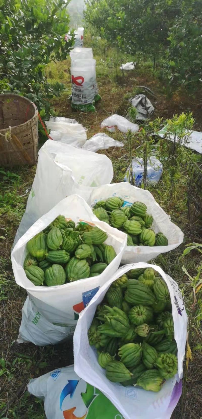 佛手鲜果干片佛手枝条佛手苗一年两年的都有大量收佛手鲜青果