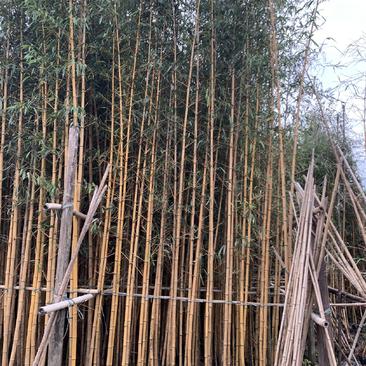 广东佛山黄杆乌哺鸡竹，产地直供大量上市量大从优