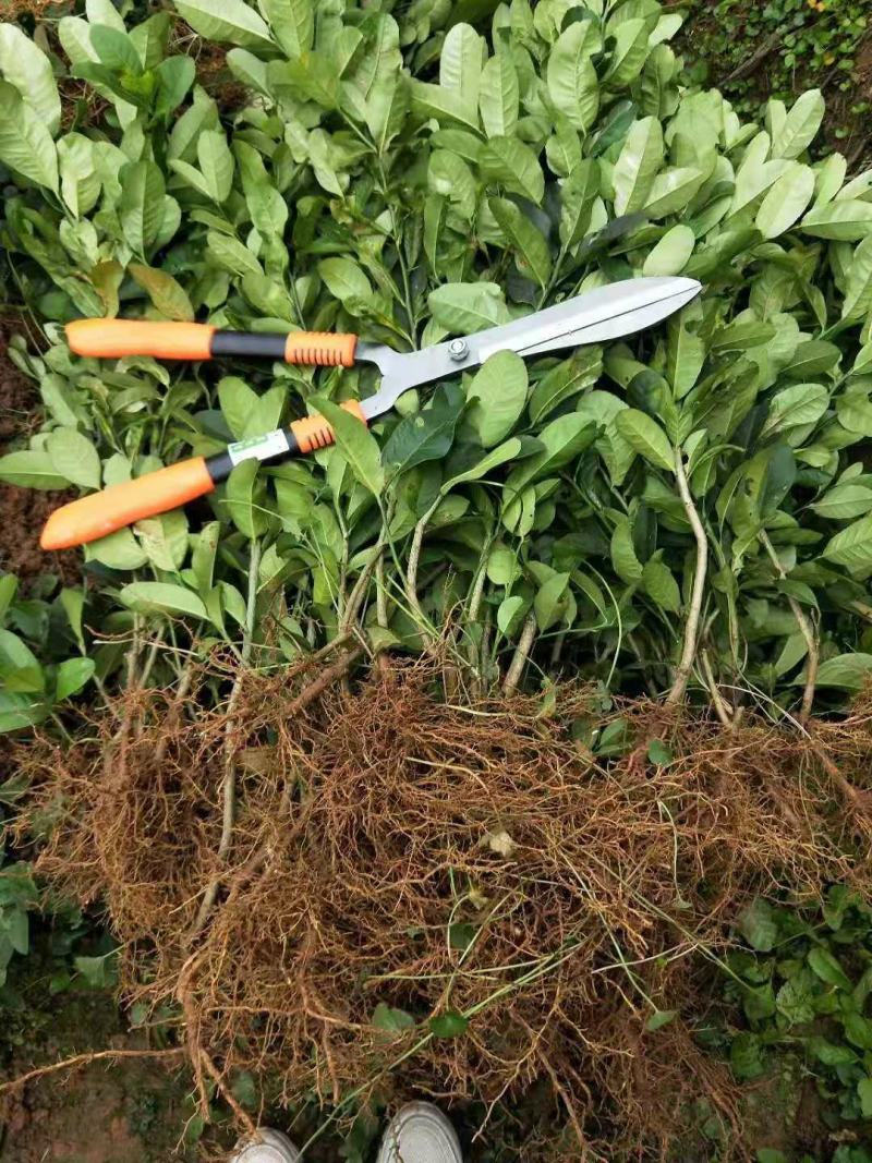 佛手鲜果干片佛手枝条佛手苗一年两年的都有大量收佛手鲜青果