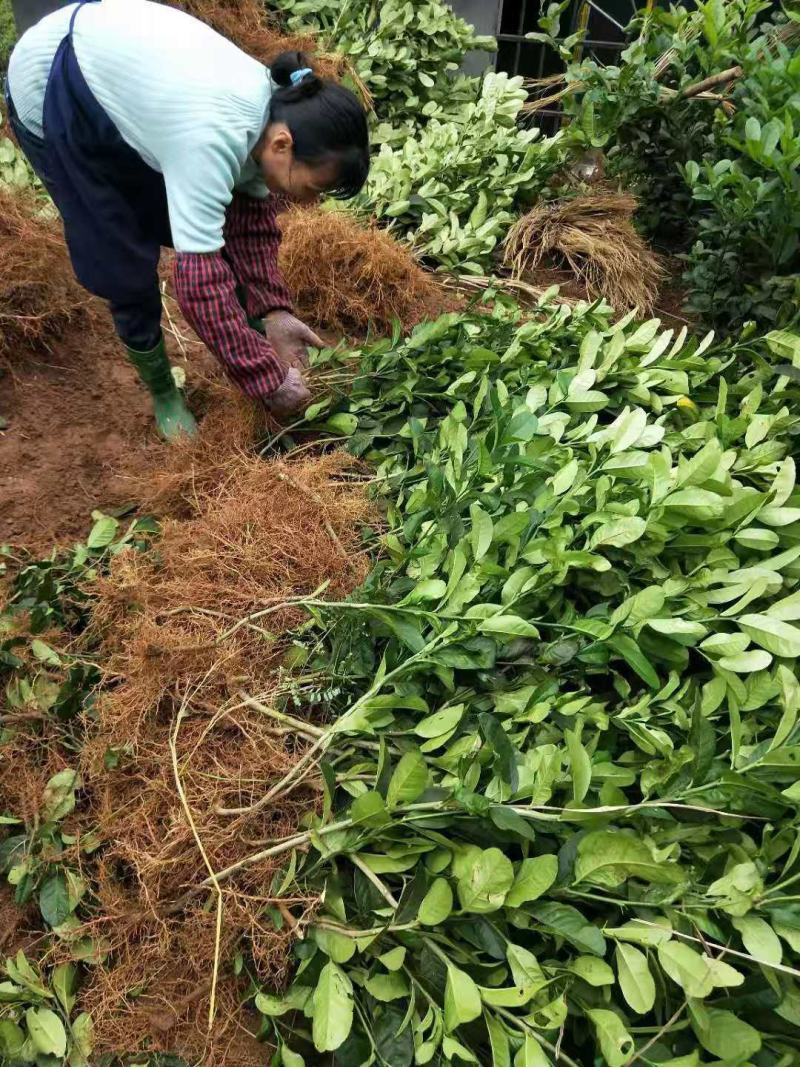 佛手鲜果干片佛手枝条佛手苗一年两年的都有大量收佛手鲜青果