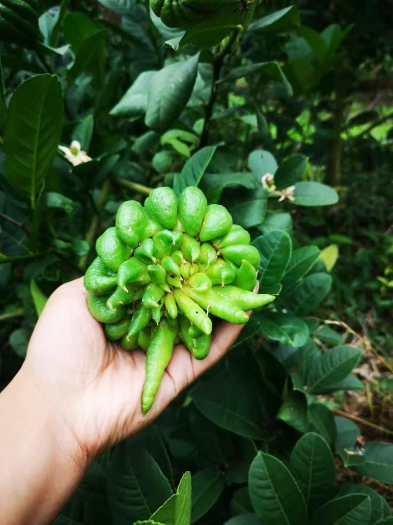 佛手鲜果干片佛手枝条佛手苗一年两年的都有大量收佛手鲜青果