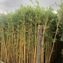 广东佛山琴丝竹，产地直供大量上市量大从优