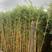 广东佛山琴丝竹，产地直供大量上市量大从优