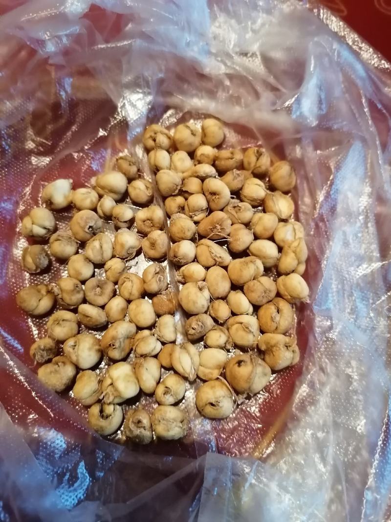 贝母，高含量贝母片无硫干片。