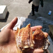黄山笋尖