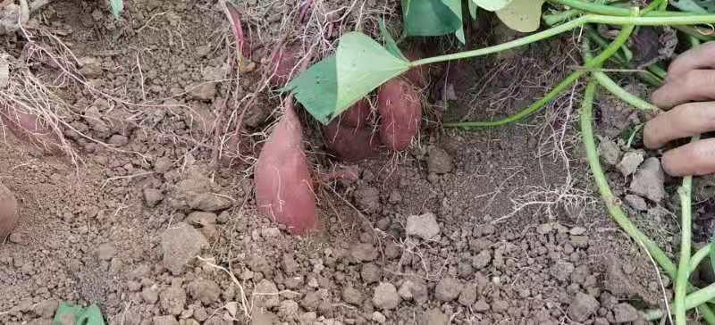 紫薯