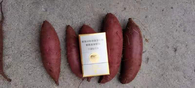 紫薯