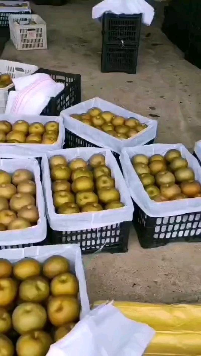晚秋黄梨大量上市欢迎来电预订，质量好货不多