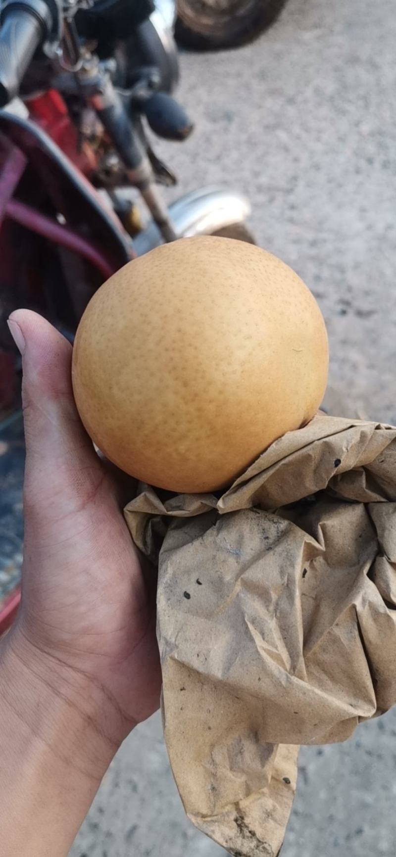 晚秋黄梨大量上市欢迎来电预订，质量好货不多