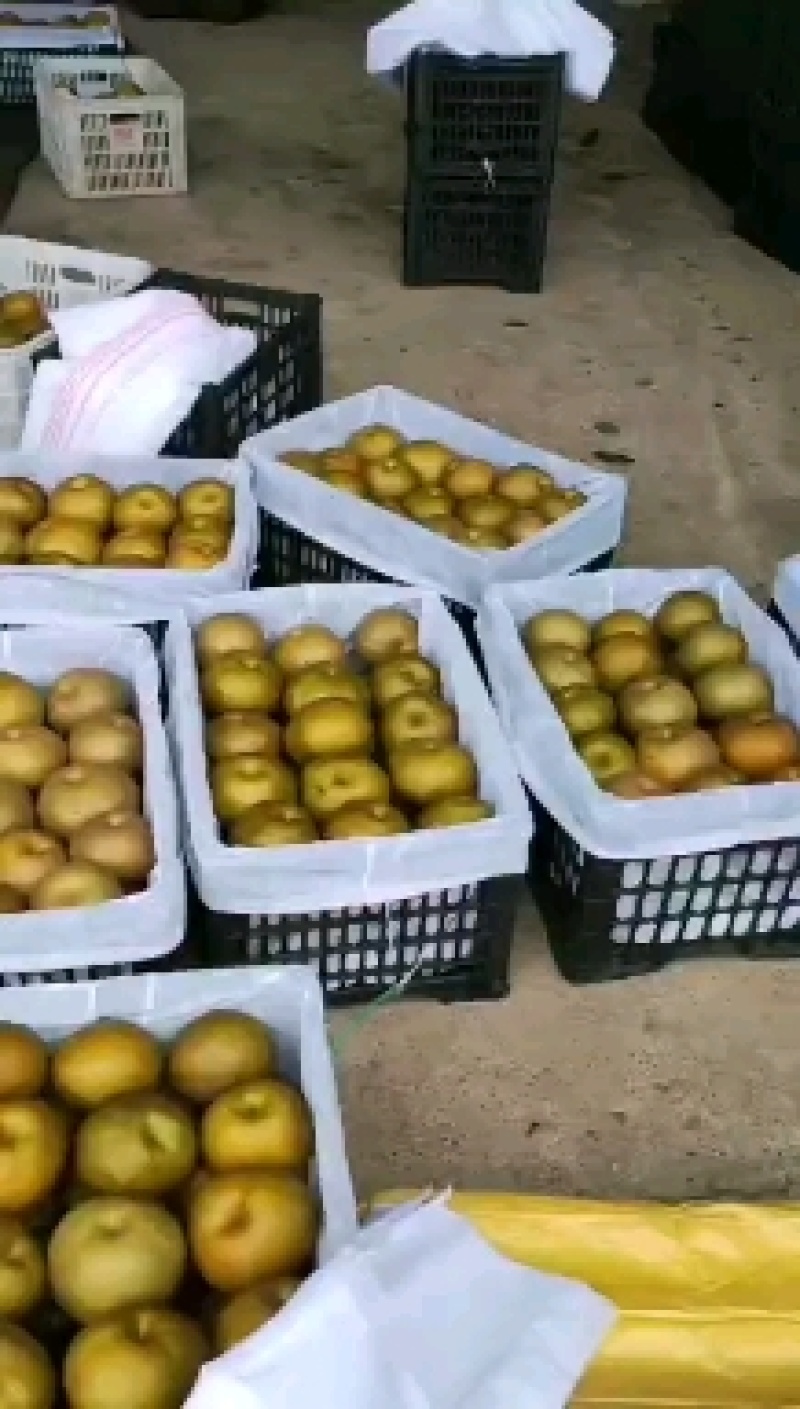 晚秋黄梨大量上市欢迎来电预订，质量好货不多