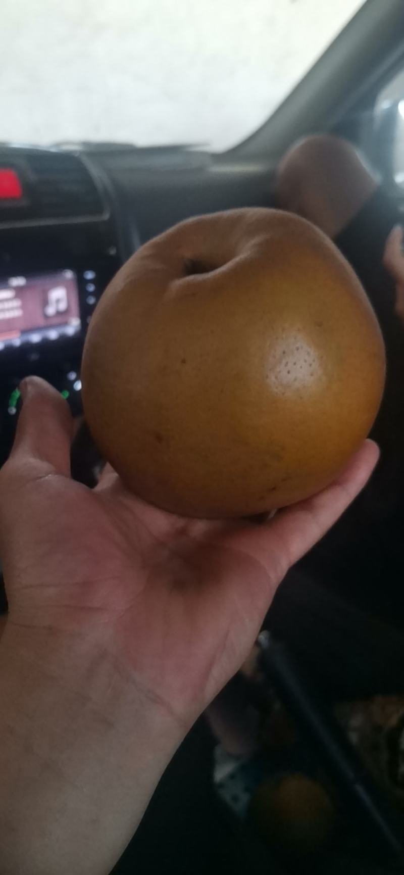 晚秋黄梨大量上市欢迎来电预订，质量好货不多