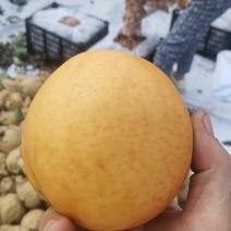 晚秋黄梨大量上市欢迎来电预订，质量好货不多