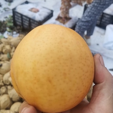 晚秋黄梨大量上市欢迎来电预订，质量好货不多