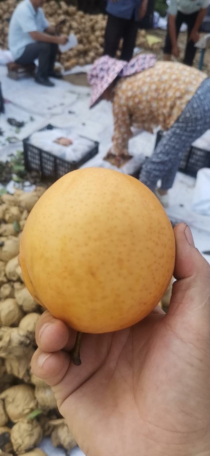 晚秋黄梨大量上市欢迎来电预订，质量好货不多