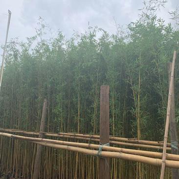 广东佛山黄金竹，产地直供大量上市量大从优