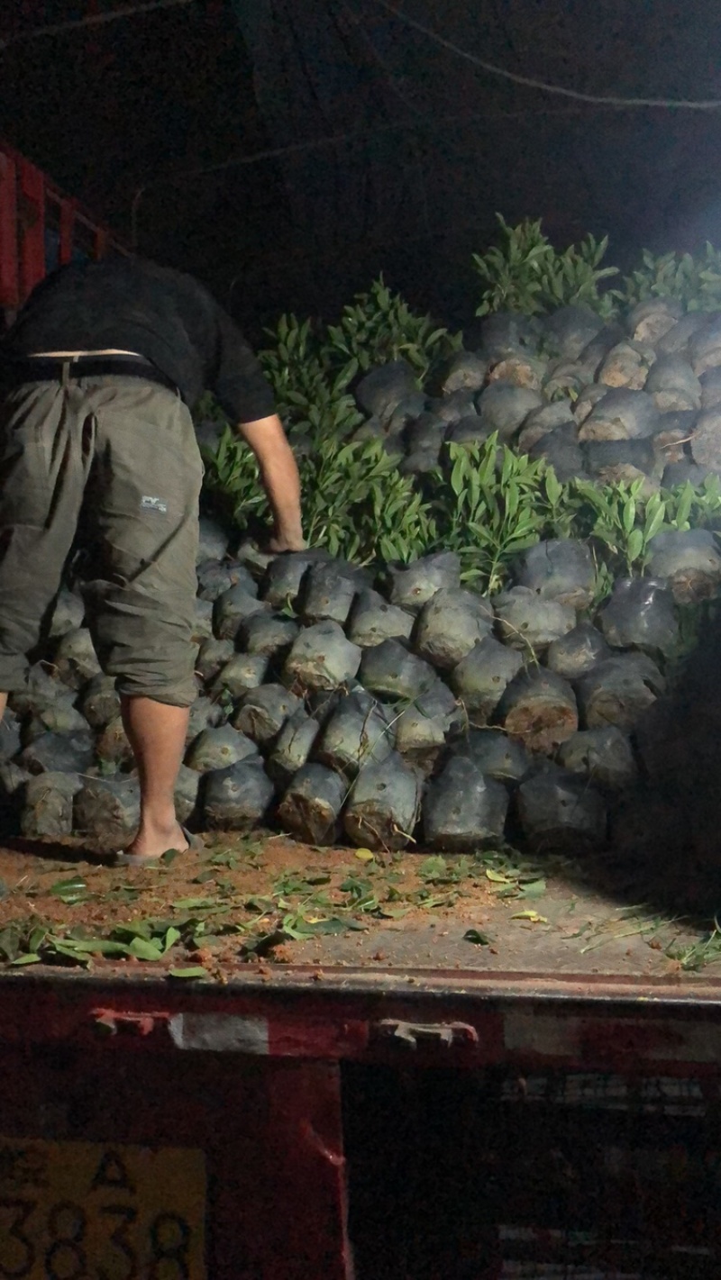 大量批发非州茉莉小苗15公分高
