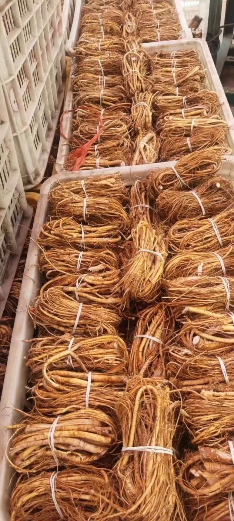 新鲜五指毛桃小扎把