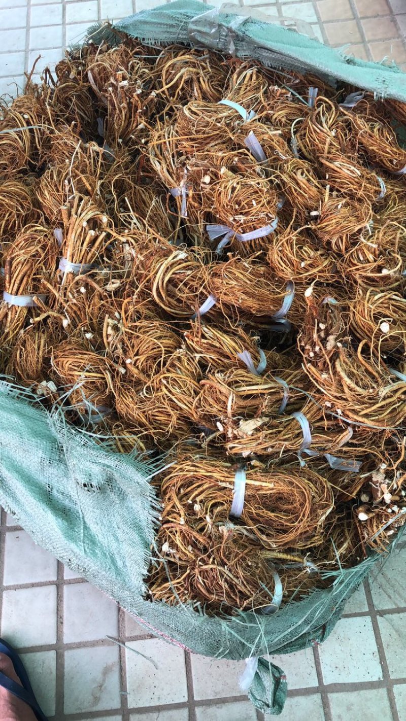 新鲜五指毛桃小扎把