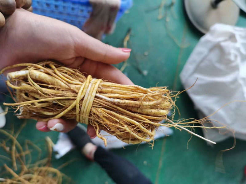 新鲜五指毛桃小扎把