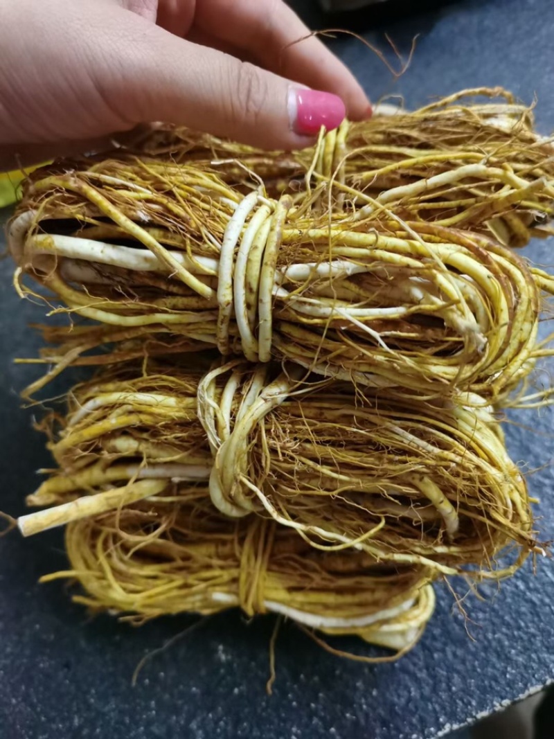 新鲜五指毛桃小扎把