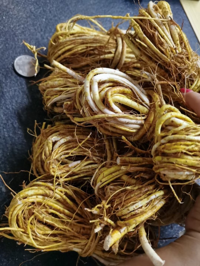 新鲜五指毛桃小扎把