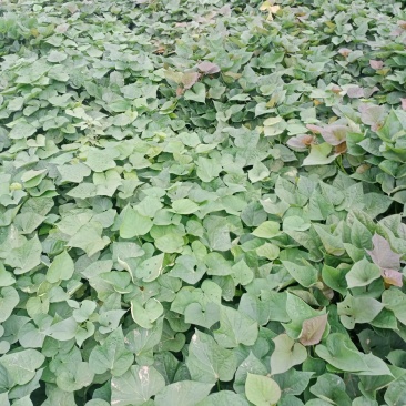 红薯