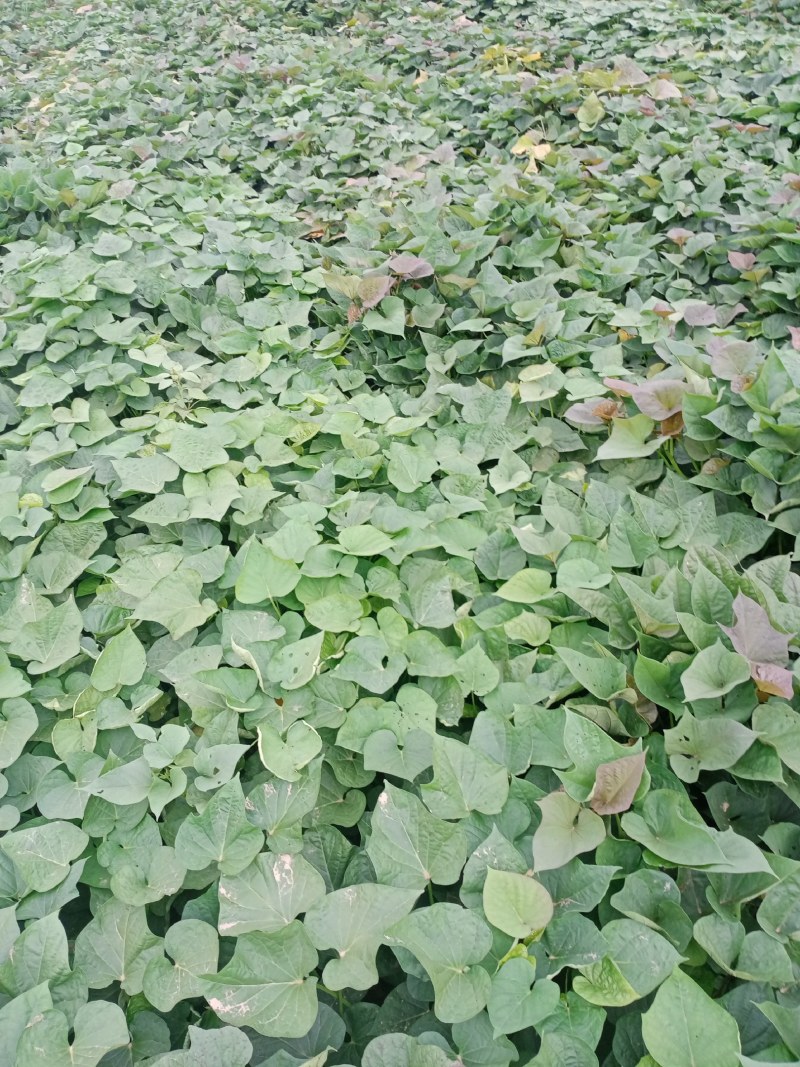 红薯