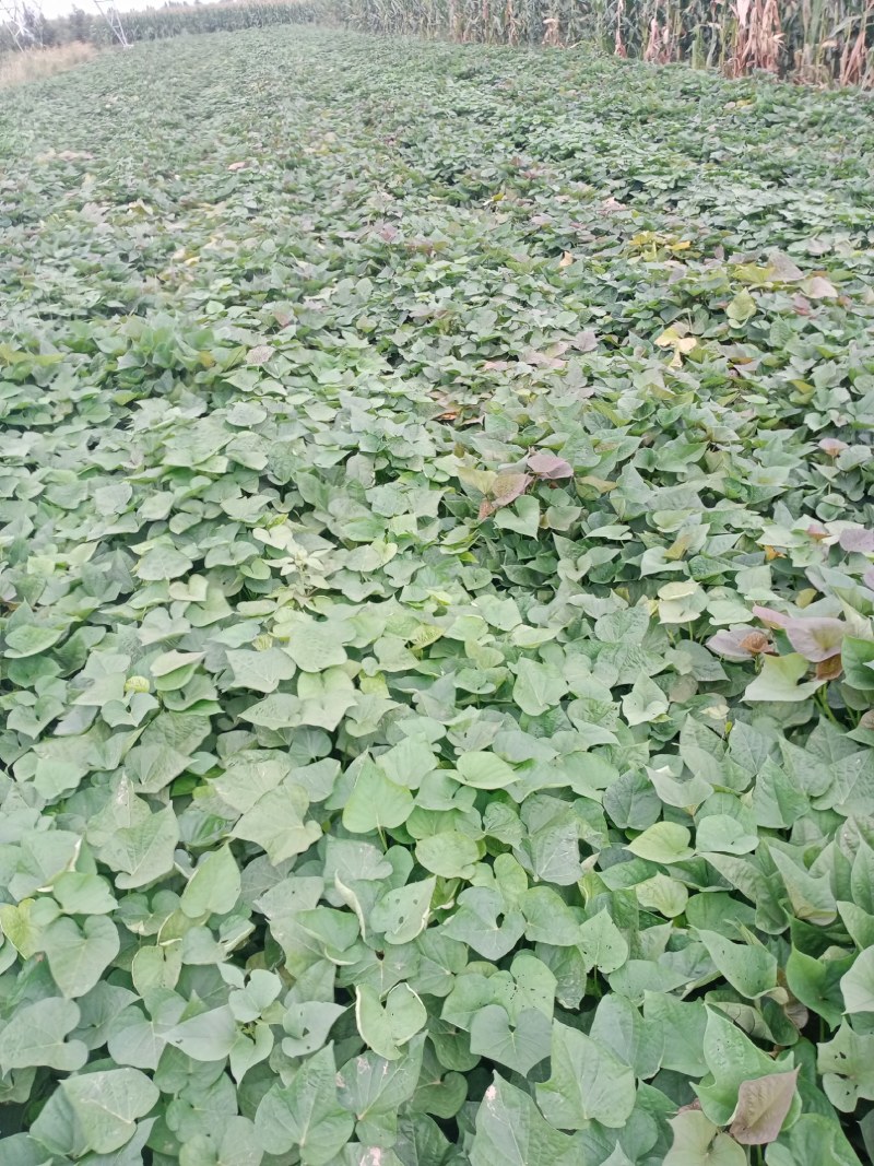 红薯