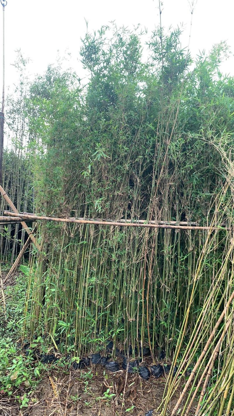 广东佛山孝顺竹，产地直供量大从优