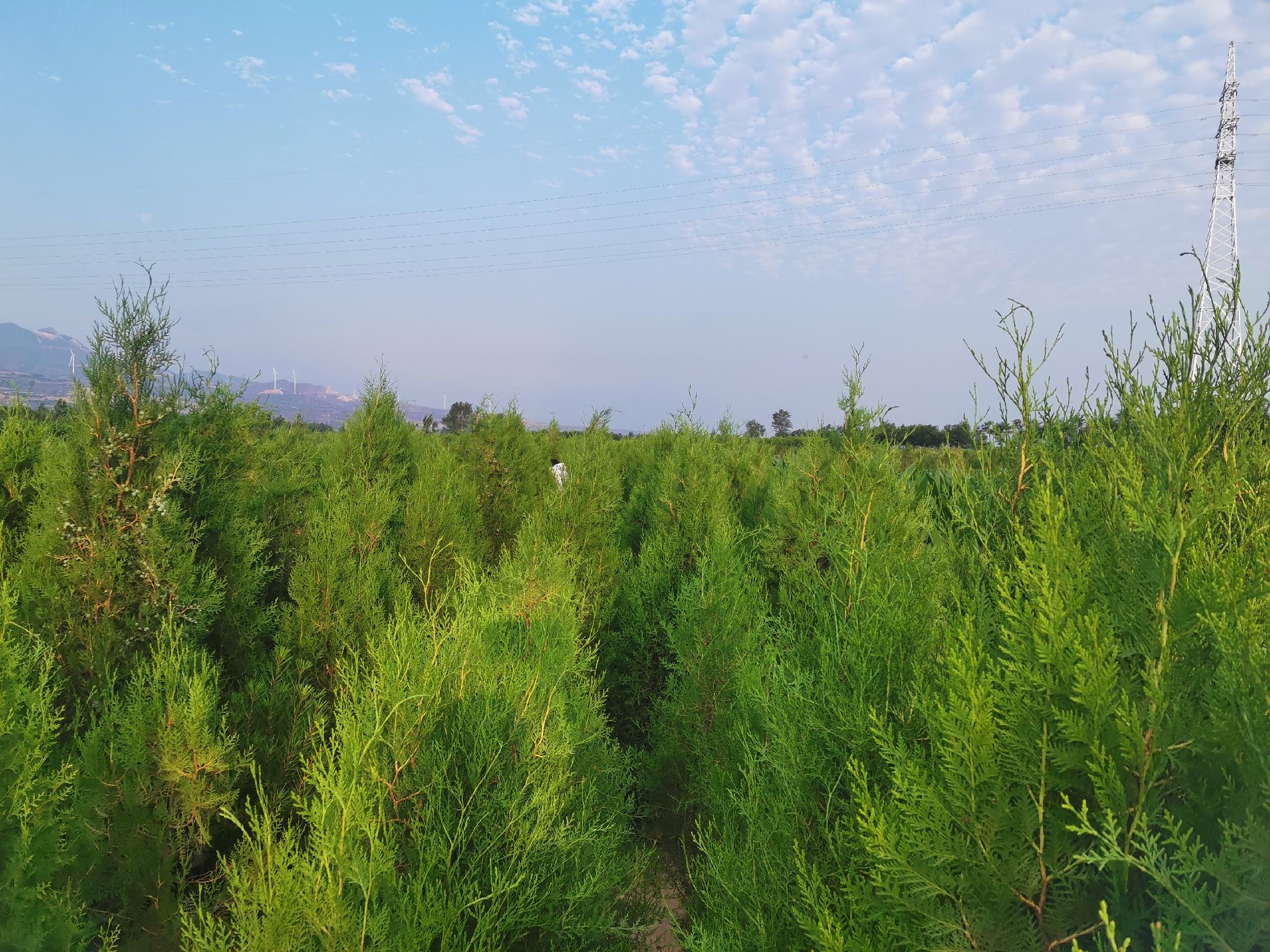 一株生长在山坡上的成年侧柏树,树皮灰褐色纵裂,枝条扁平呈羽状排列,针叶密集呈鳞片状,颜色为深绿色,背景为自然林地环境,阳光透过树叶洒下光影 侧柏植株全景图
