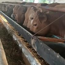 福建肉牛养殖场福建肉牛肉价格福建哪里有肉牛犊福建肉牛多少