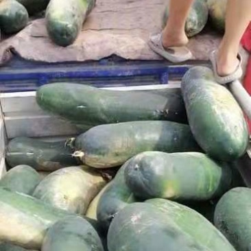 冬瓜，量大，邢台柏乡，