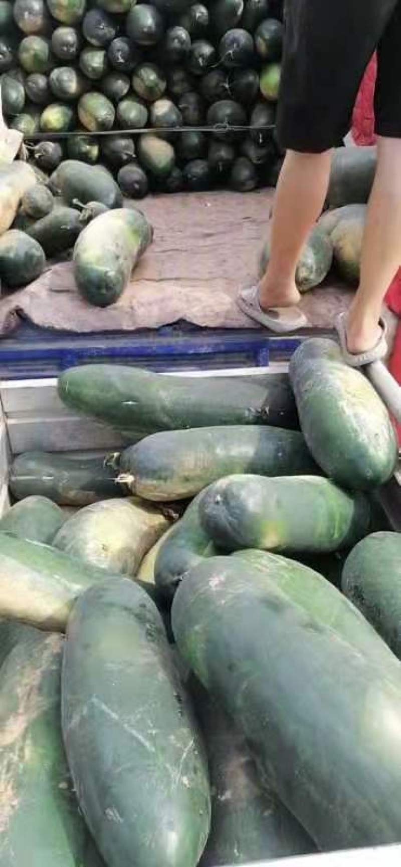 冬瓜，量大，邢台柏乡，
