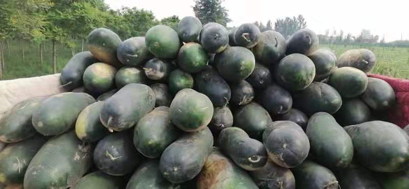 冬瓜，量大，邢台柏乡，