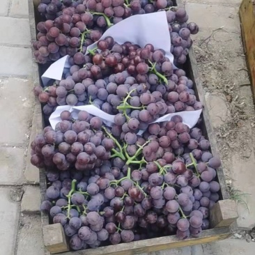 万亩巨峰葡萄二茬已经大量上市欢迎全国各地客商前来订购，