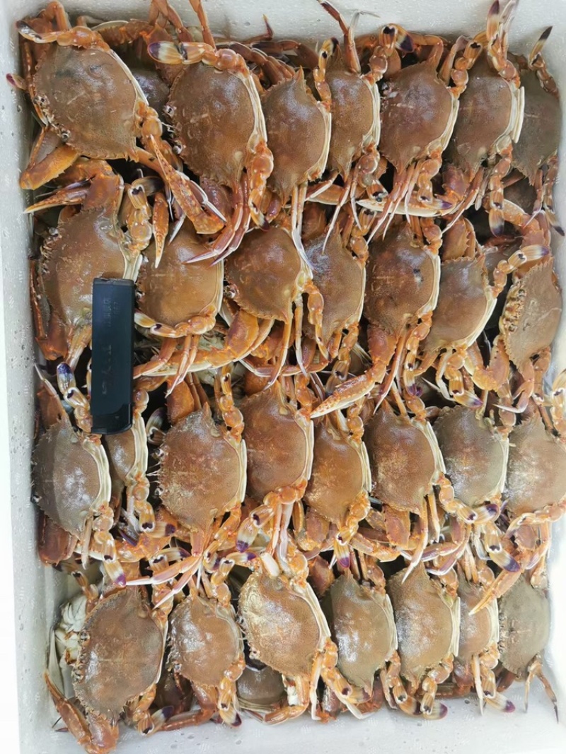 扁蟹