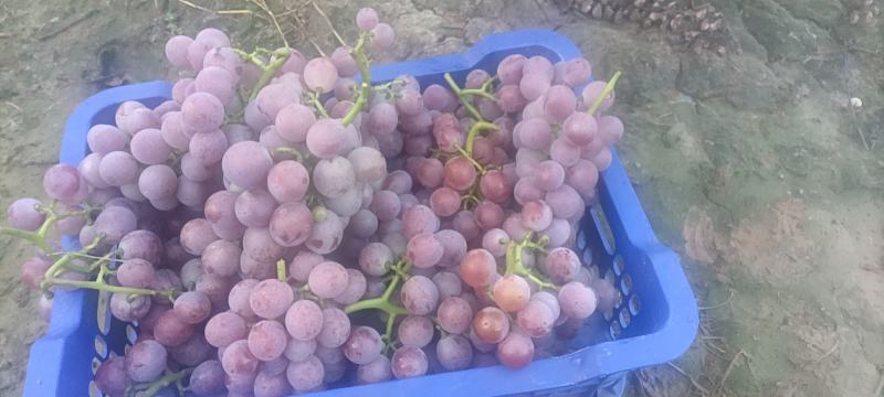 万亩巨峰葡萄经大量上市欢迎全国各地客商前来订购，