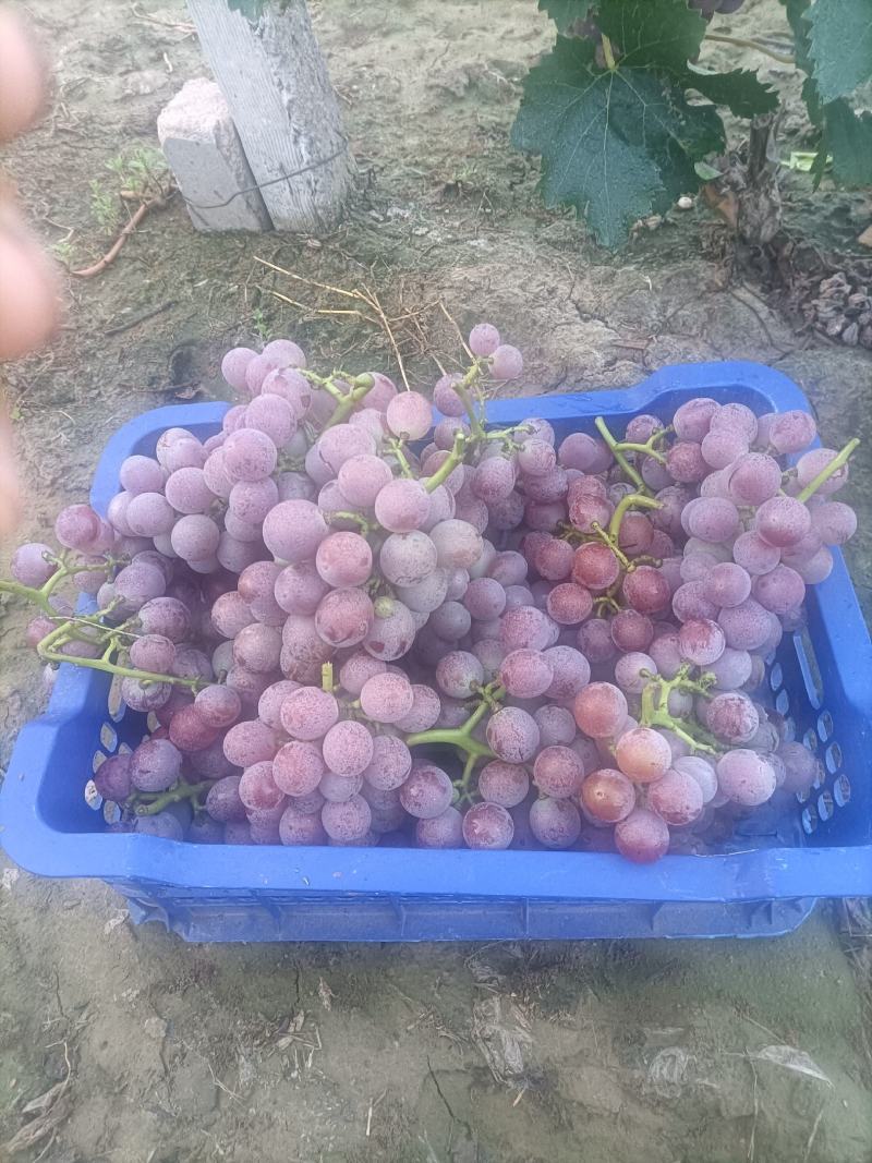 万亩巨峰葡萄经大量上市欢迎全国各地客商前来订购，