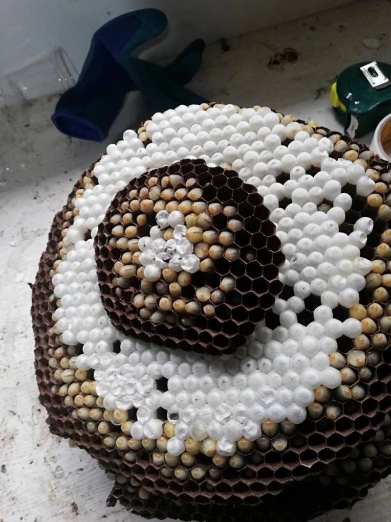湖北湖南特产油炸蜂蛹树蜂七里黄角非贵州云南四川蜂儿子